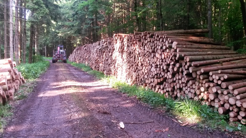 Holzrückung  Ort Forstdienst
